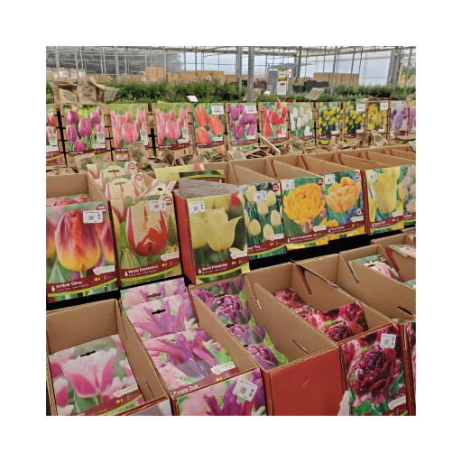 Garden center selling tulip bulbs
